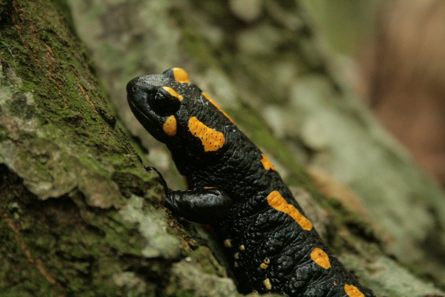 Salamandra plamista